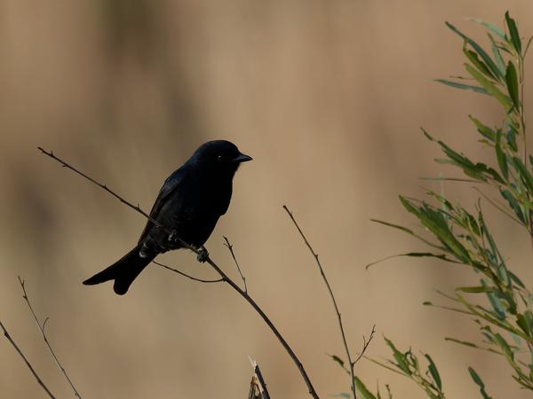 <h3><a href="/trips/safari/biota/animalia/chordata/aves/040 passeriformes/051 dicruridae/dicrurus adsimilis/dicrurus adsimilis-en.html">Dicrurus&nbsp;adsimilis</a> / Fork‑tailed&nbsp;drongo / Treurdrongo</h3>OM-1 Mark II with OLYMPUS M.300mm F4.0, 1/2000 sec at F4.0, ISO 500, distance 21.9&nbsp;m